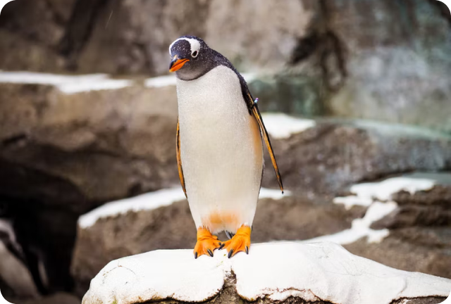 gento-penguin-ski-dubai