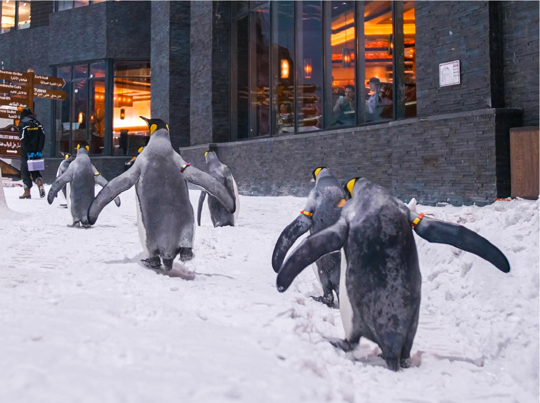 penguin march at ski dubai penguin-march-at-ski-dubai